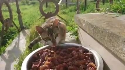 El juez desestima la paralización del traslado de los gatos del antiguo cementerio de Cádiz