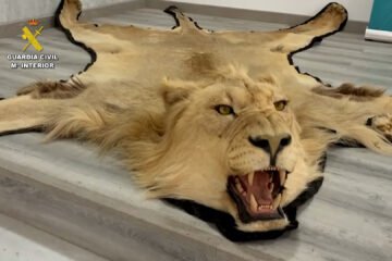 Investigada una persona en Almería por la venta en internet de alfombras de piel de león