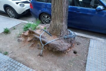 Agarran con cadenas varios árboles en Cádiz para evitar su caída