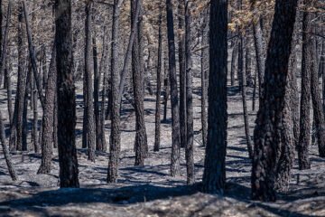 El incendio de La Mierla golpea el corazón ganadero de la sierra de Guadalajara: «Se nos quema el sustento de una vida»