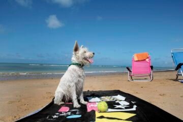 AIG critica la política del Ayuntamiento de Cádiz hacia las mascotas y reclama espacios públicos dignos