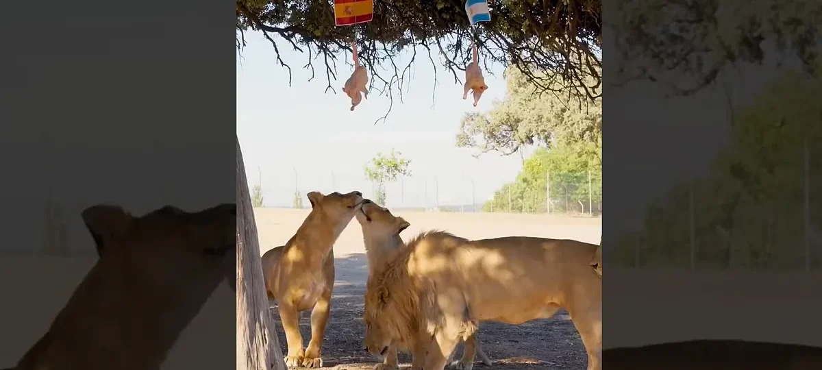 La manada de leones de Safari Madrid elige entre España y Argentina en un curioso experimento