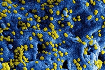 Una IA diseña los primeros virus completos capaces de replicarse en el laboratorio