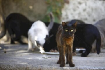 Animalistas denuncian «inacción municipal» ante dos personas que mantienen a 18 gatos y a 4 perros en un piso de Cádiz