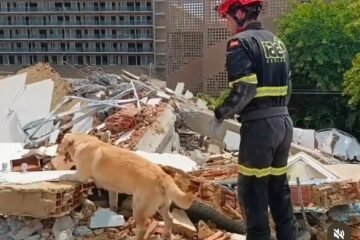 La extraña muerte de Quino, el perro que fue un héroe en Venezuela y desató una ola de solidaridad tras regresar a Valencia con hemorragias